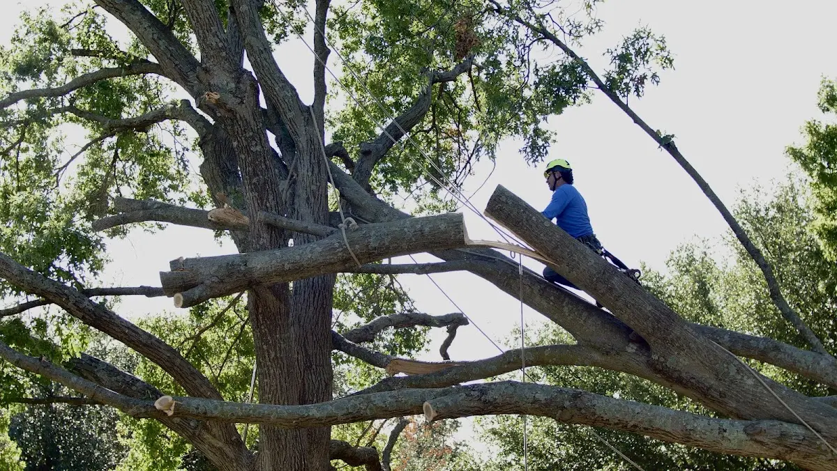 Professional Hazardous Tree Removal performed by certified arborists in Mt Zion
