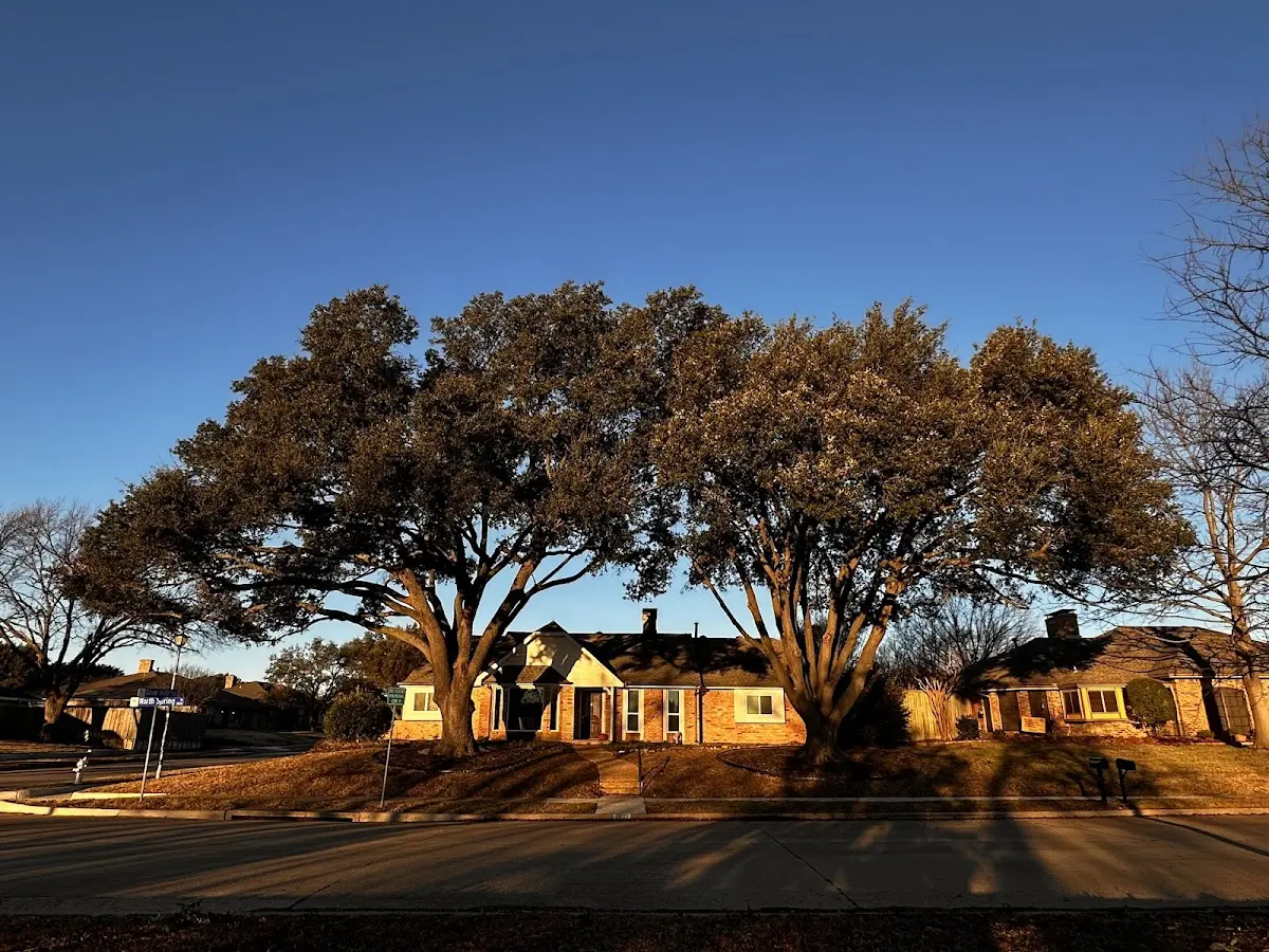Established residential canopy tree shading a home in Mt Zion